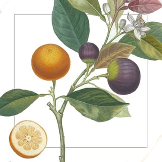 Mandarină