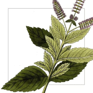 Mentă