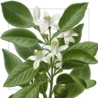 Neroli