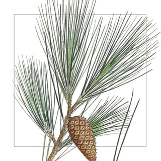Pin