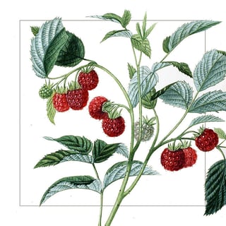Zmeură