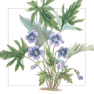 Violete