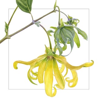 Ylang-ylang