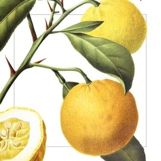 Yuzu