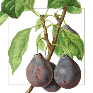 Prune