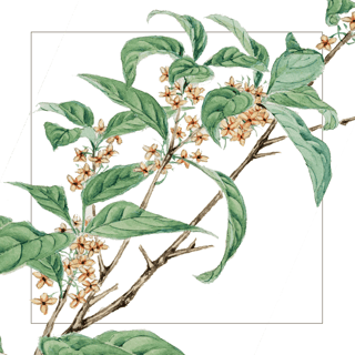 Osmanthus