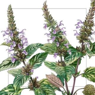 Patchouli
