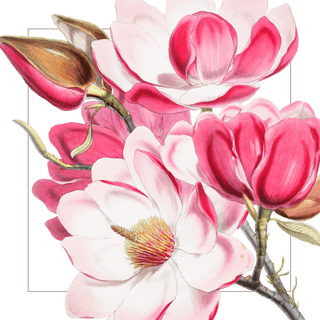 Magnolie