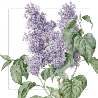 Liliac