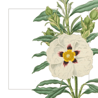 Labdanum